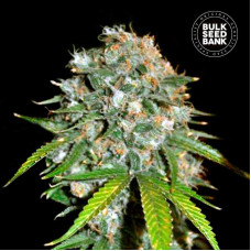 Skunk #99 feminised (Bulk Seed Bank)