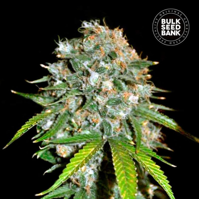Насіння коноплі Skunk #99 fem. Bulk Seed Bank