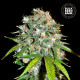 Насіння коноплі Skunk #99 fem. Bulk Seed Bank