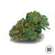 Насіння коноплі Skunk #99 fem. Bulk Seed Bank