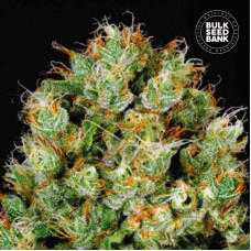 Sour Diesel feminised (Bulk Seed Bank)