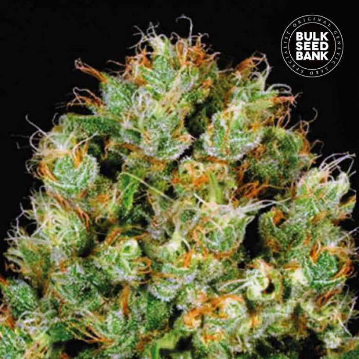 Семена конопли Sour Diesel fem. Bulk Seed Bank
