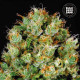 Семена конопли Sour Diesel fem. Bulk Seed Bank