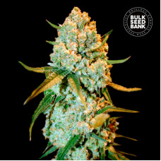 Special Crystal Haze feminised (Bulk Seed Bank)