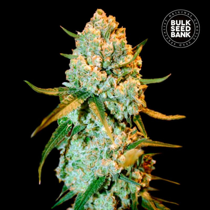 Насіння коноплі Special Crystal Haze fem. Bulk Seed Bank