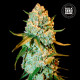 Насіння коноплі Special Crystal Haze fem. Bulk Seed Bank