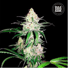Special Lime Haze feminised (Bulk Seed Bank)