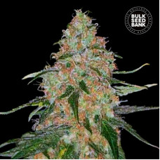 Special Skunk feminised (Bulk Seed Bank)