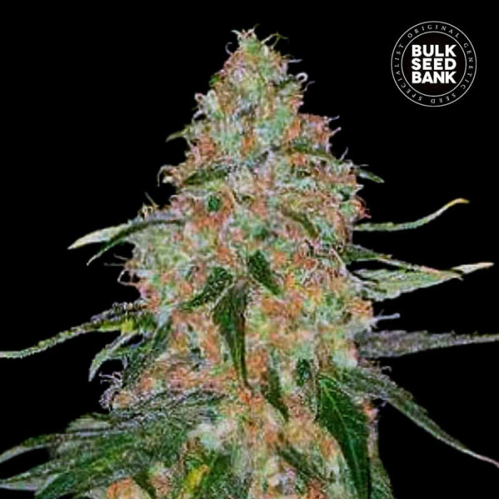 Семена конопли Special Skunk fem. Bulk Seed Bank