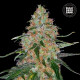 Семена конопли Special Skunk fem. Bulk Seed Bank
