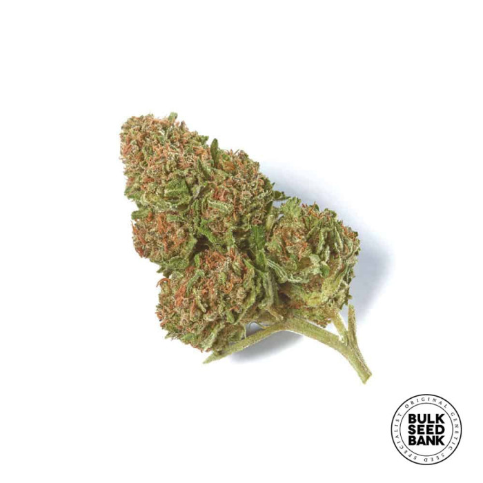 Семена конопли Special Skunk fem. Bulk Seed Bank