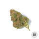 Семена конопли Special Skunk fem. Bulk Seed Bank