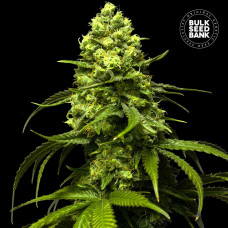 Strawberry Ferry feminised (Bulk Seed Bank)