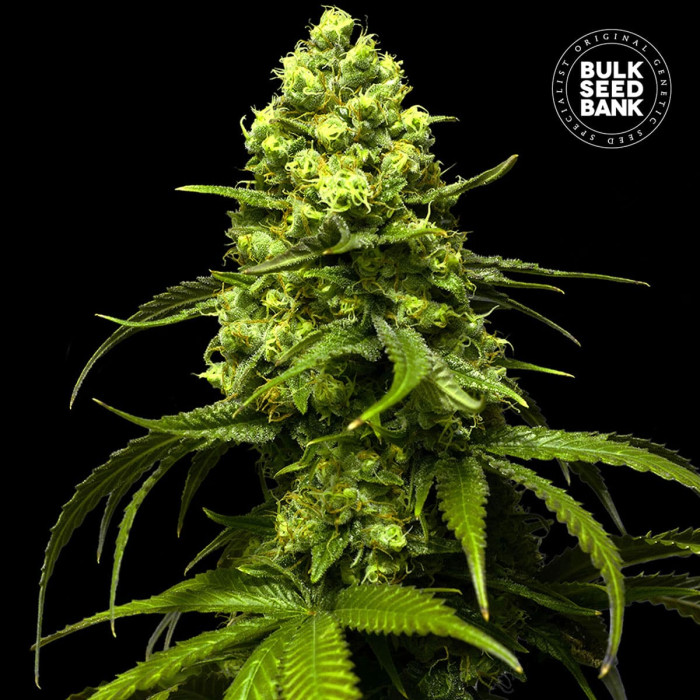 Насіння коноплі Strawberry Ferry fem. Bulk Seed Bank