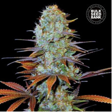 Sunmango feminised (Bulk Seed Bank)