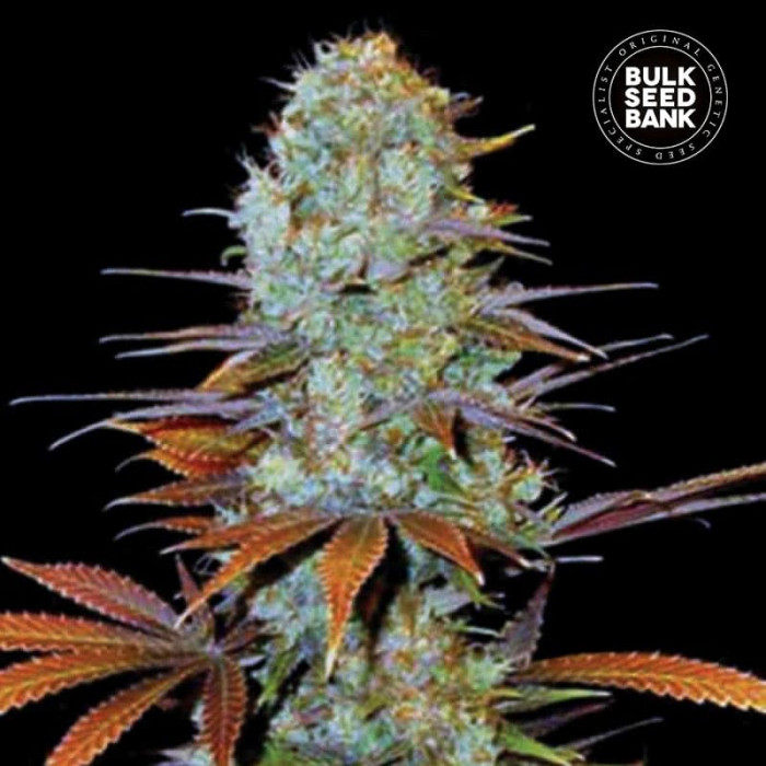 Семена конопли Sunmango fem. Bulk Seed Bank