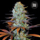 Семена конопли Sunmango fem. Bulk Seed Bank