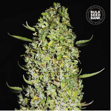 The Unlimited feminised (Bulk Seed Bank)