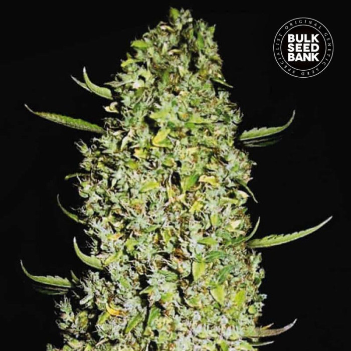Семена конопли The Unlimited fem. Bulk Seed Bank