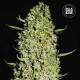 Семена конопли The Unlimited fem. Bulk Seed Bank