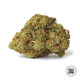 Семена конопли The Unlimited fem. Bulk Seed Bank