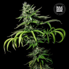 Tropical Coconut feminised (Bulk Seed Bank)