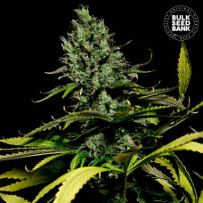 Watermelon Jam feminised (Bulk Seed Bank)