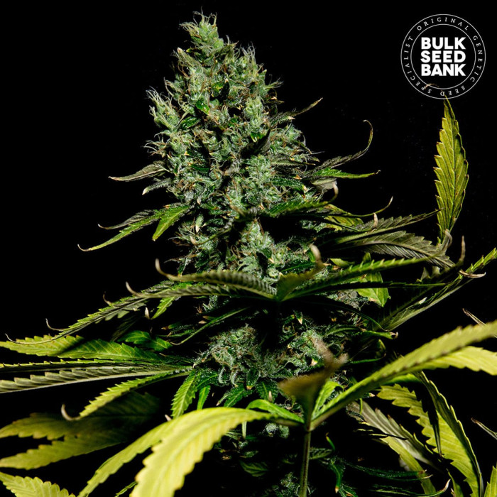 Насіння коноплі Watermelon Jam fem. Bulk Seed Bank