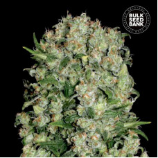 White Prussian feminised (Bulk Seed Bank)