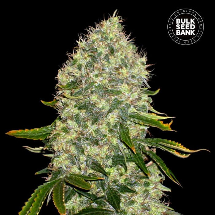 Насіння коноплі White Widow fem. Bulk Seed Bank