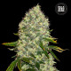 Насіння коноплі White Widow fem. Bulk Seed Bank