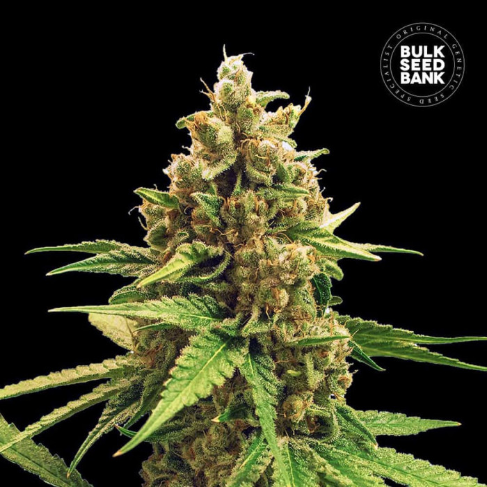 Насіння коноплі Winning Cake fem. Bulk Seed Bank