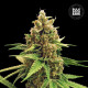 Насіння коноплі Winning Cake fem. Bulk Seed Bank