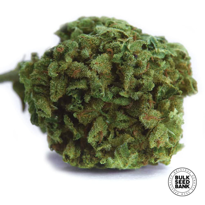 Насіння коноплі Winning Cake fem. Bulk Seed Bank