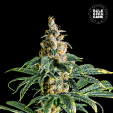 Zkittly Zi Zi feminised (Bulk Seed Bank)