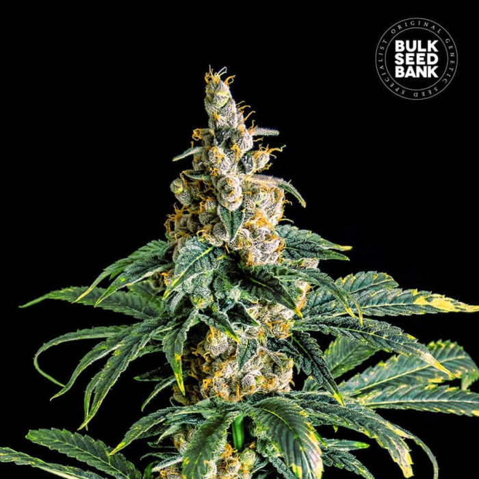 Насіння коноплі Zkittly Zi Zi fem. Bulk Seed Bank