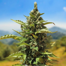 AK auto feminised (Carpathians Seeds)