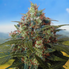 Black Chere auto feminised (Carpathians Seeds)