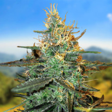 Black Tisa auto feminised (Carpathians Seeds)