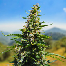 Blueberry auto feminised (Carpathians Seeds)