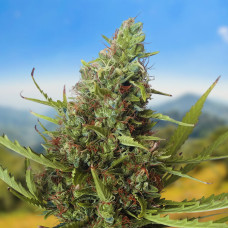 Cherе auto feminised (Carpathians Seeds)