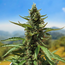 Goverla auto feminised (Carpathians Seeds)