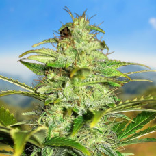 Kush auto feminised (Carpathians Seeds)