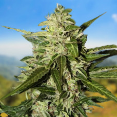 Carpathians Mazar auto feminised (Carpathians Seeds)