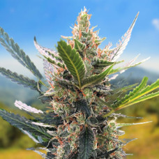 Northern Blue auto feminised (Carpathians Seeds)