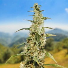 Northern Lights auto feminised (Carpathians Seeds)