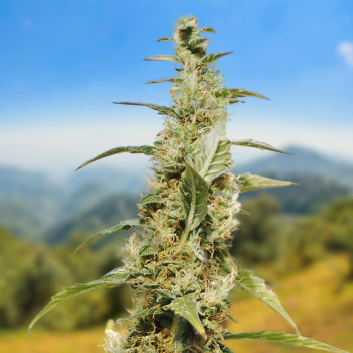 Насіння коноплі Northern Lights autofem. Carpathians Seeds