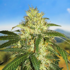 Carpathians Skunk auto feminised (Carpathians Seeds)