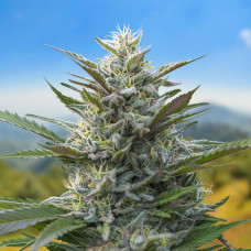 Carpathians Torch Of Gods auto feminised (Carpathians Seeds)