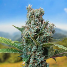 White Chere auto feminised (Carpathians Seeds)